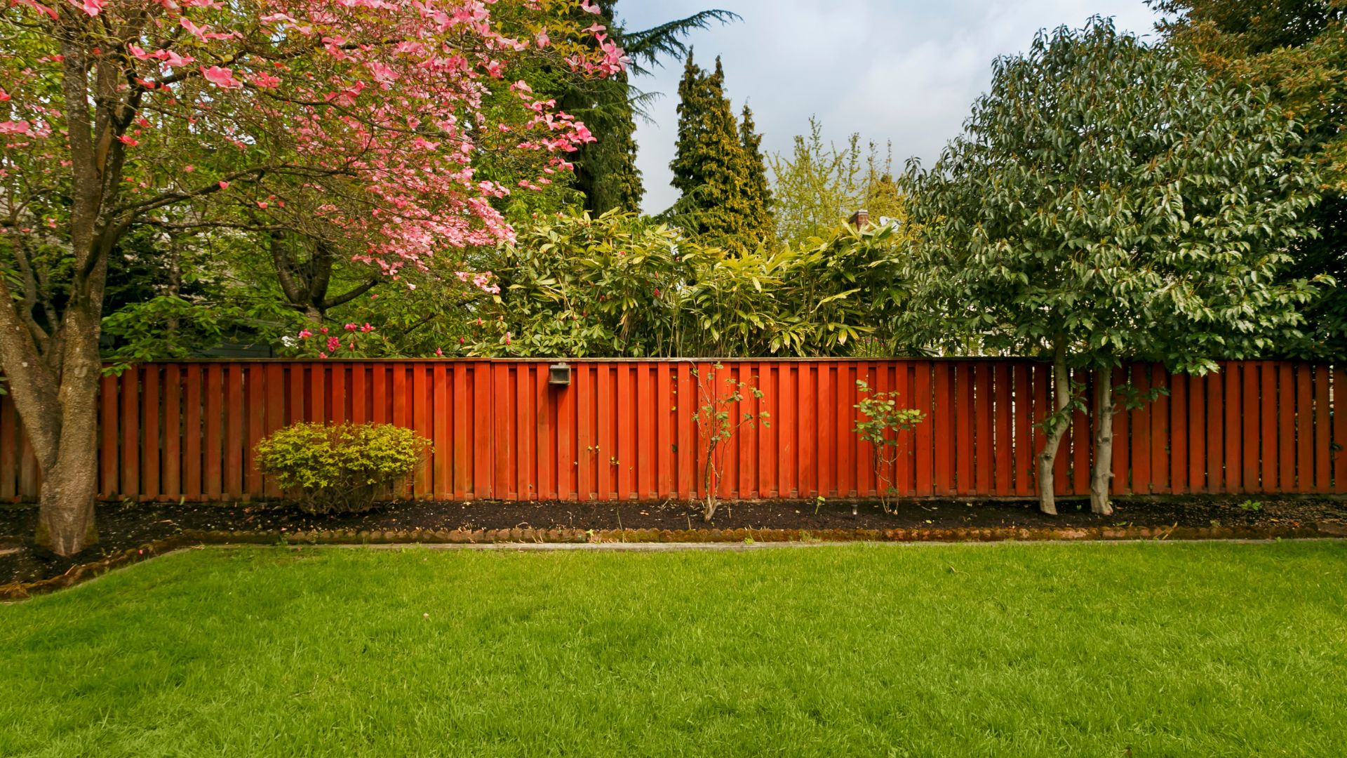 Well-manicured backyard with pink flowering tree and orange wooden fence