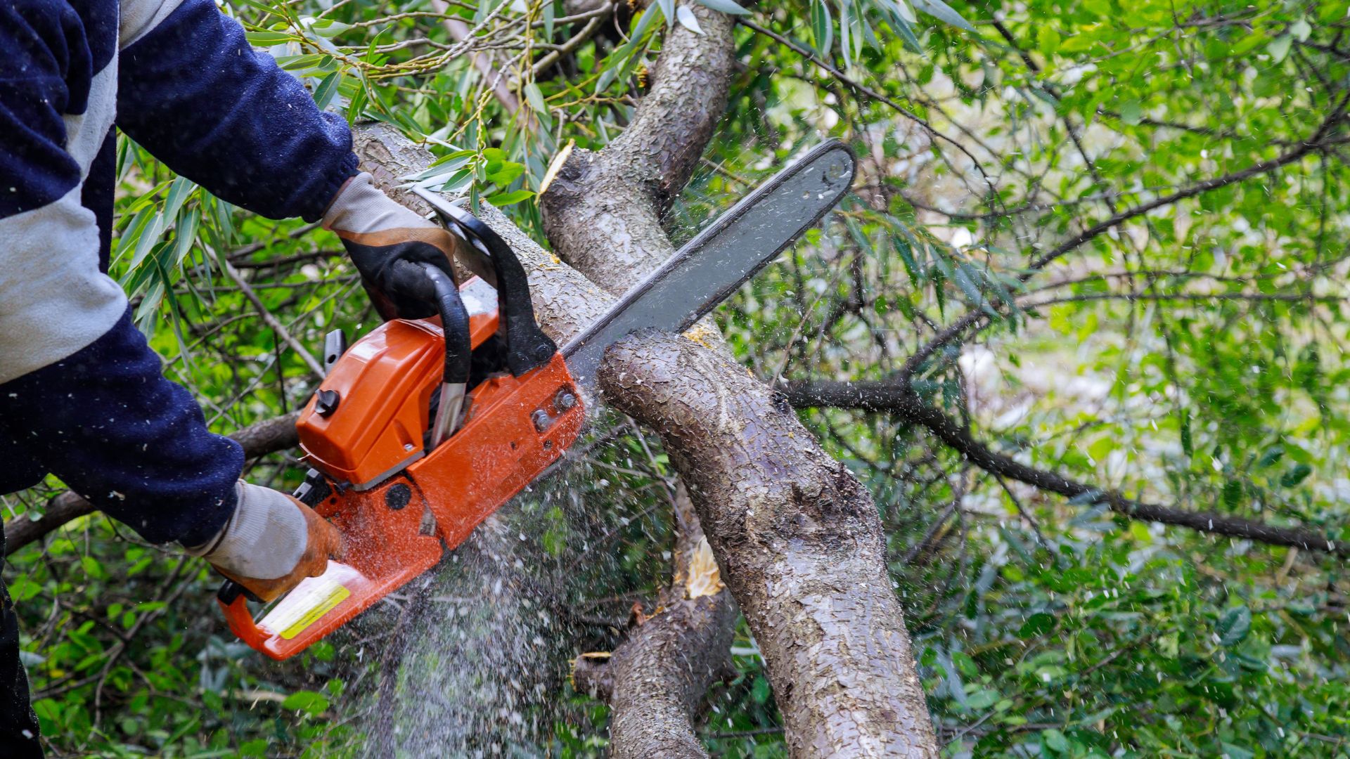 Orange chainsaw cutting through tree branch with wood chips flying