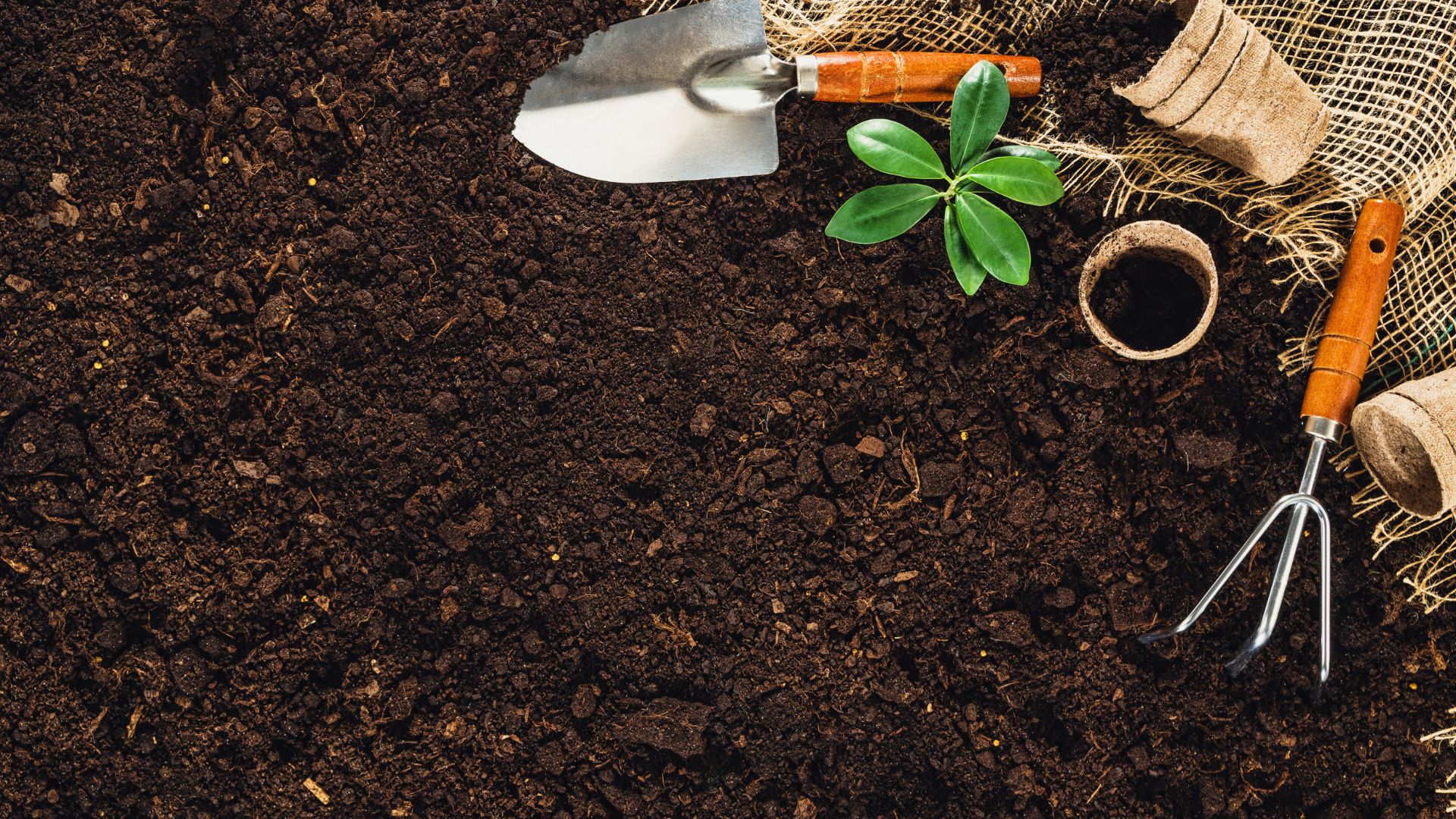 Gardening tools, fresh soil, small green plant, and burlap for planting
