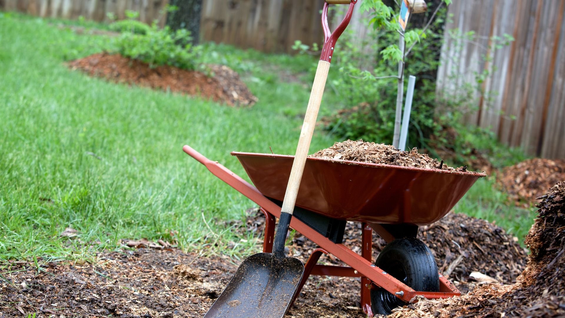 Wheelbarrow filled with mulch and a shovel in a backyard garden