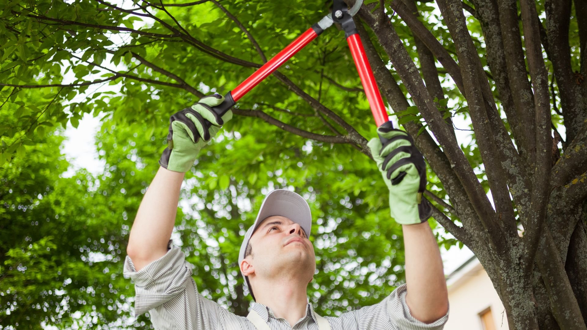Gardener pruning tree branches with red-handled loppers in green setting