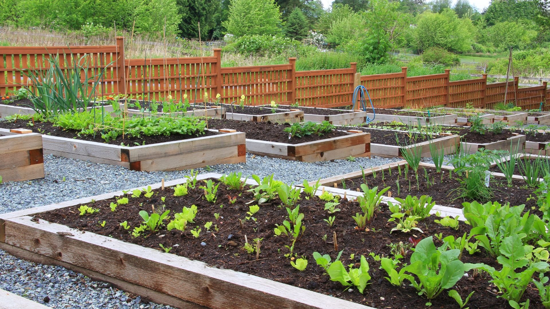 Raised wooden garden beds with young green plants, gravel paths, wooden fence